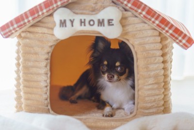 お家でくつろぐ犬