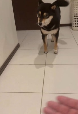 冷めた様子のあんこちゃん