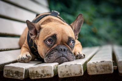上目遣いで様子を伺うような表情の犬