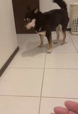 舌打ちしそうなあんこちゃん