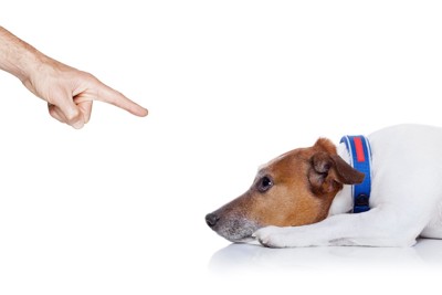 伏せたまま叱られる犬