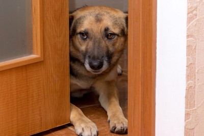 ドアの隙間から覗く犬