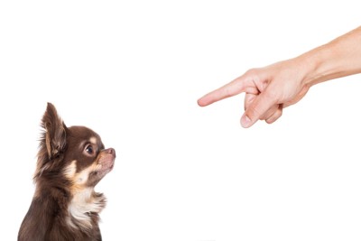 指を刺されて困った顔をする犬