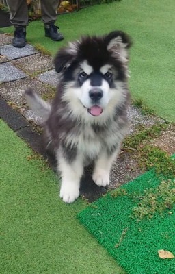成長中の子犬