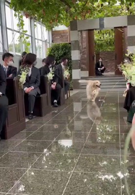 「リングドッグのプロだよ!!」