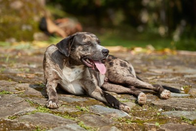 パンティングする犬