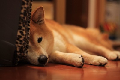 悲しそうな柴犬