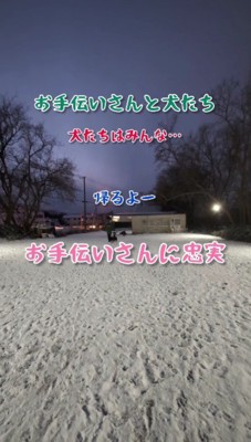 お手伝いさんは犬使い!?