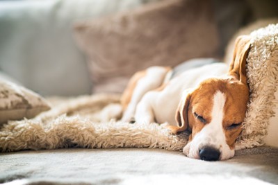 疲れて眠る犬