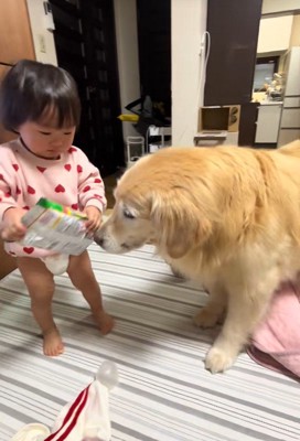 オヤツを奪うベルちゃん2