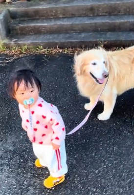 1歳の女の子が大型犬のお散歩に挑戦→『引っ張られるかな』と思いきや…優しすぎる『100点満点の対応』に反響「なんか泣ける」「賢すぎる」