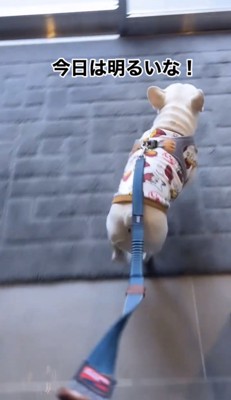 外に出ようとする犬