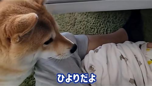 わらびちゃんに教えるパパ