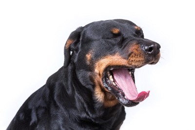 あくびをする犬