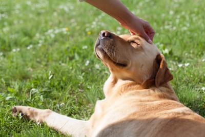 芝生の上で笑顔でくつろぐ犬