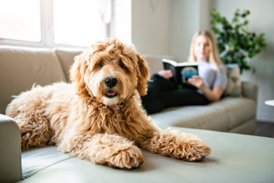 ソファの上でくつろぐ犬と女性