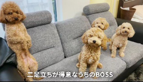 2本足が得意