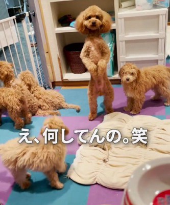 人間かな？