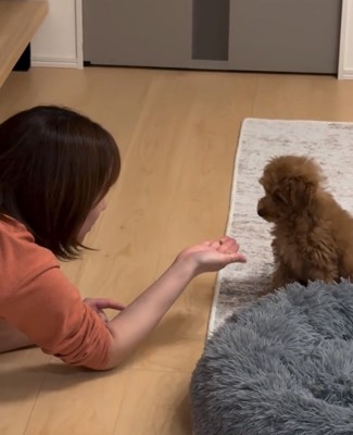 お座りする犬