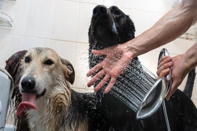 複数の犬、上向きのシャワー