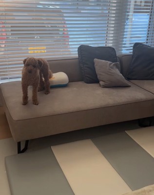 見つめる犬
