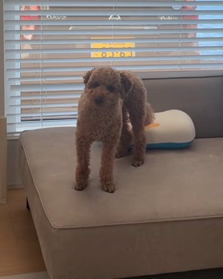 見つめる犬2