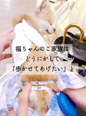 メジャーで採寸される犬