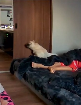 暴れる大型犬2