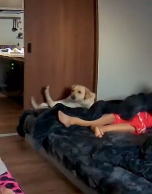 暴れる大型犬