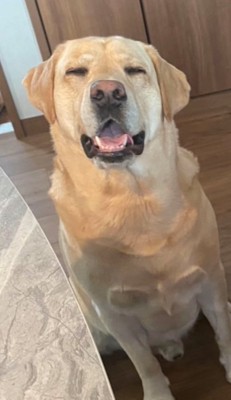 笑顔の大型犬