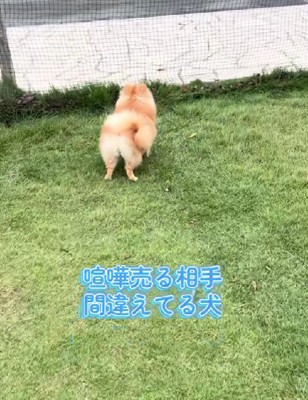 大きな声で鳴き始めた