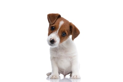 首を傾げている犬