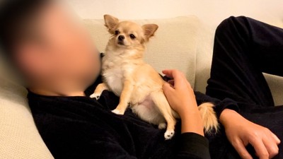 他の犬