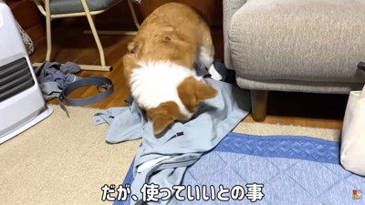 寝床を作るはなちゃん