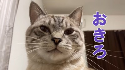 圧をかけるぽんすけくん