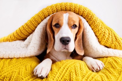 ブランケットに包まっている犬