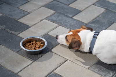 食欲のない犬