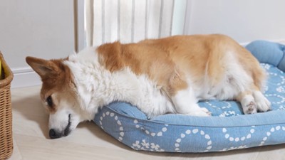 眠そうなはなちゃん