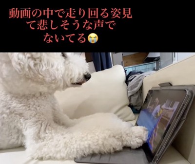 悲痛な声で