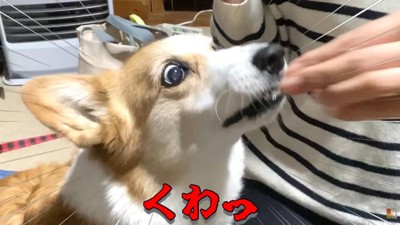 みかんを食べるはなちゃん
