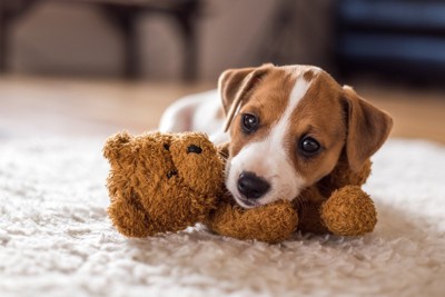 ぬいぐるみと子犬