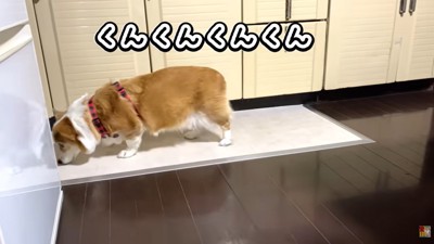 匂いチェックするはなちゃん