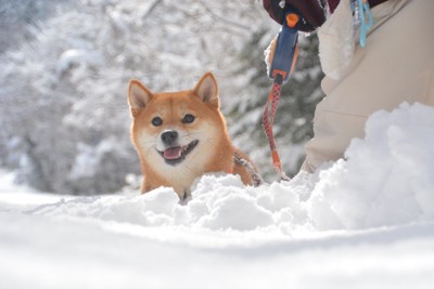 真っ白な