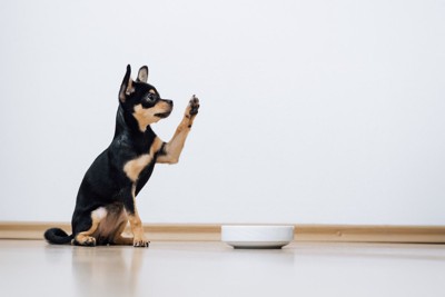 食器の前で手を上げる犬