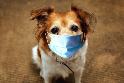 マスクをする犬