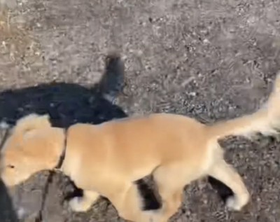 歩き出す犬