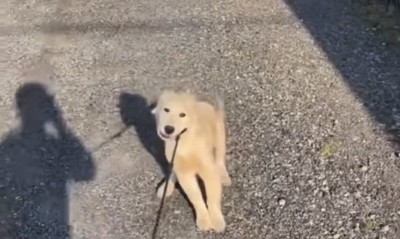 散歩拒否3