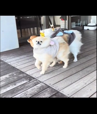毛が裏返る犬2