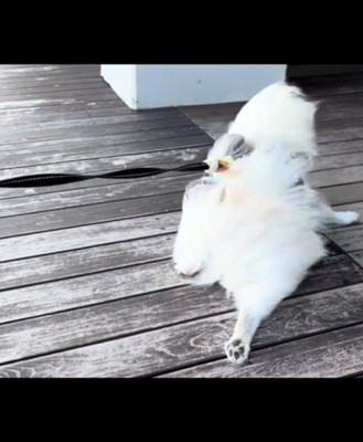 白い犬