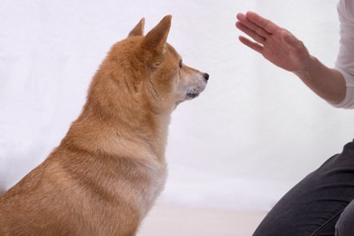 おすわりして待て